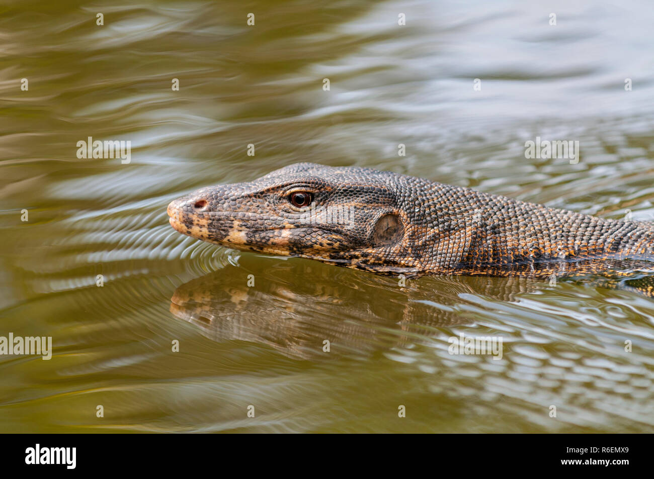 L'elemento di monitoraggio presenza acqua (Varanus salvator) è una grossa lucertola originaria del Sud e del sud-est asiatico Foto Stock