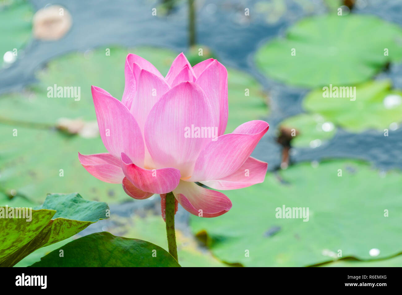 Nelumbo nucifera, noto anche come Indian Lotus, Sacro Lotus, fagiolo di India, o semplicemente Lotus, Asia Foto Stock