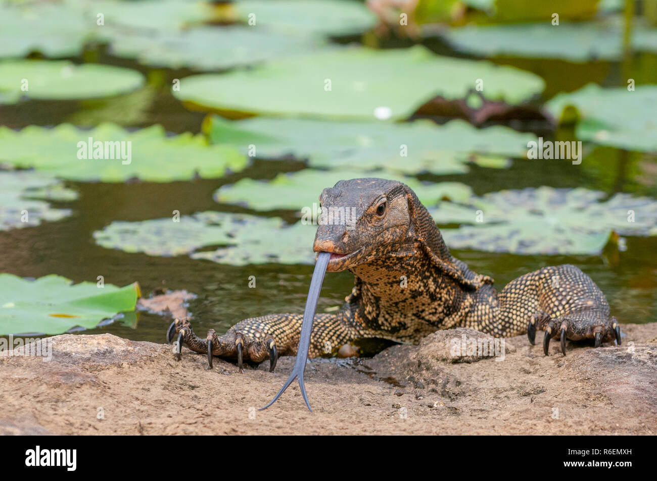 L'elemento di monitoraggio presenza acqua (Varanus salvator) è una grossa lucertola originaria del Sud e del sud-est asiatico Foto Stock