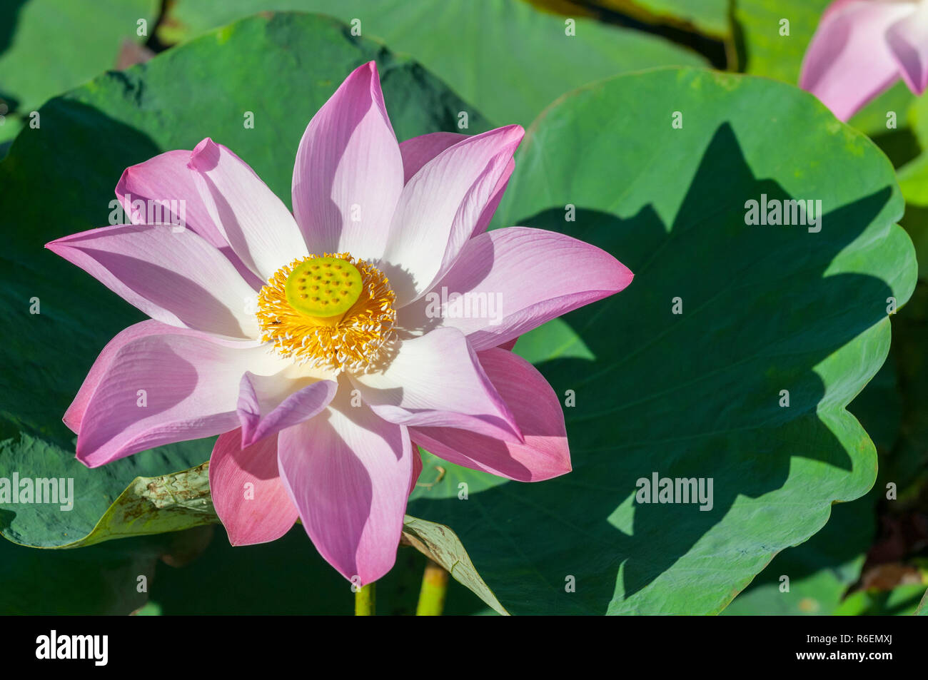 Nelumbo nucifera, noto anche come Indian Lotus, Sacro Lotus, fagiolo di India, o semplicemente Lotus, Asia Foto Stock