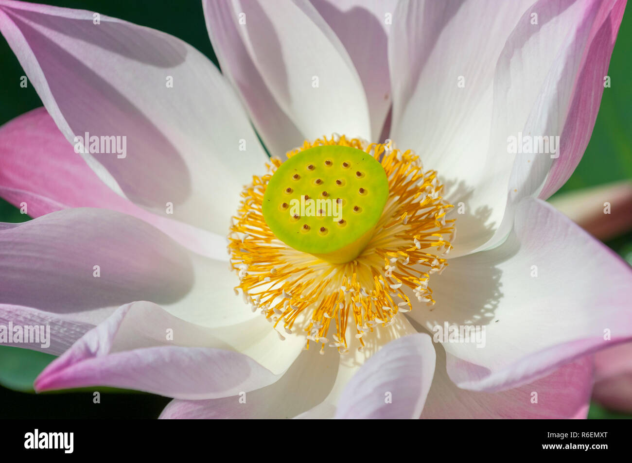 Nelumbo nucifera, noto anche come Indian Lotus, Sacro Lotus, fagiolo di India, o semplicemente Lotus, Asia Foto Stock