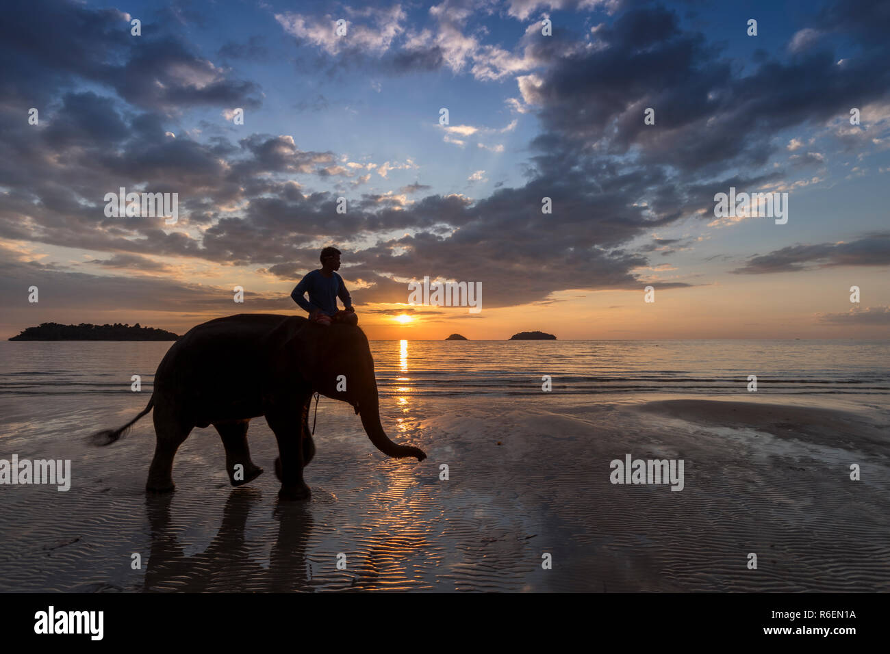Elefante su uno sfondo di tramonto e mare su Koh Chang, Thailandia Foto Stock