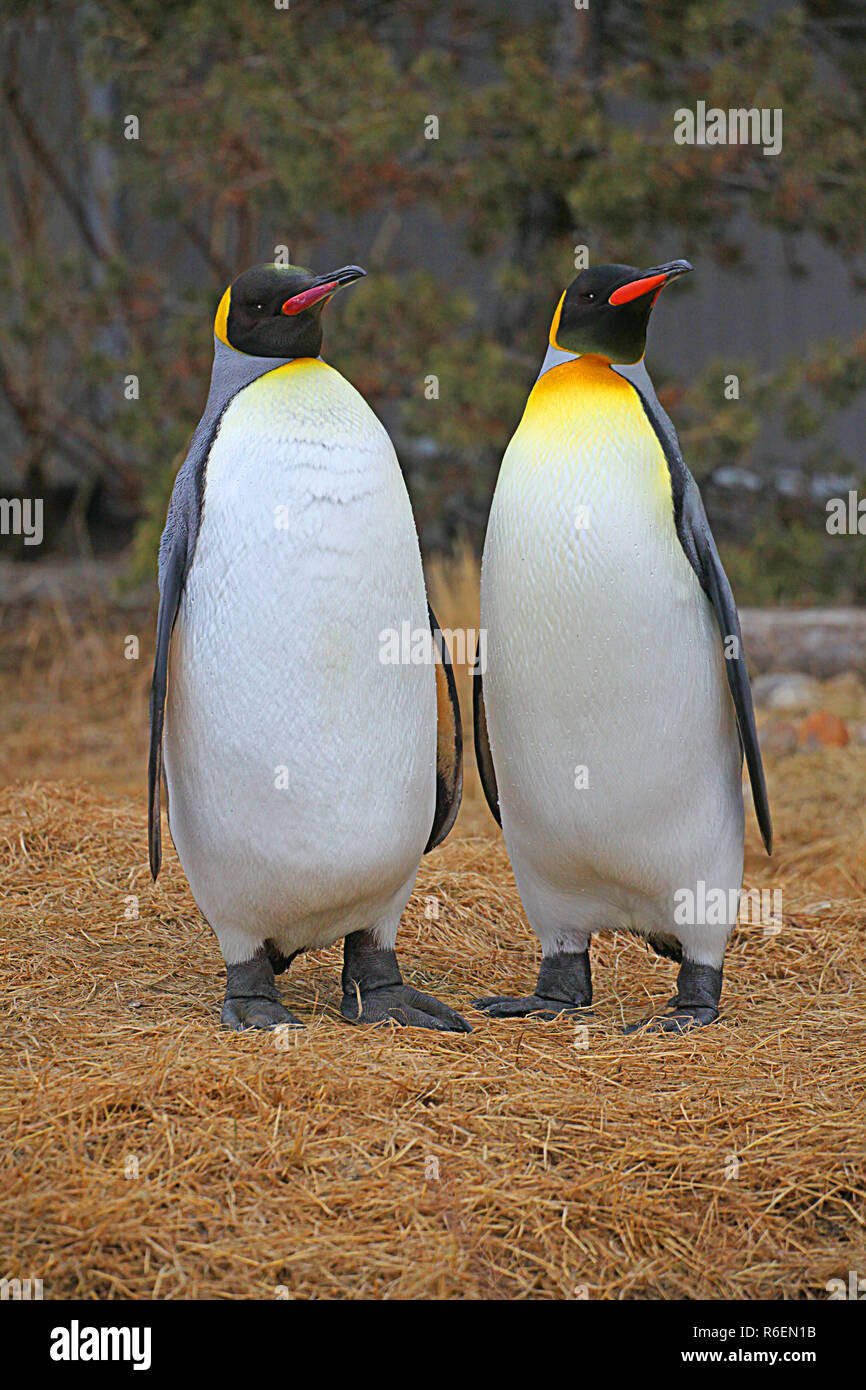 Lo Zoo di Calgary re i pinguini. Dall'Antartide di Alberta, Canada Foto Stock
