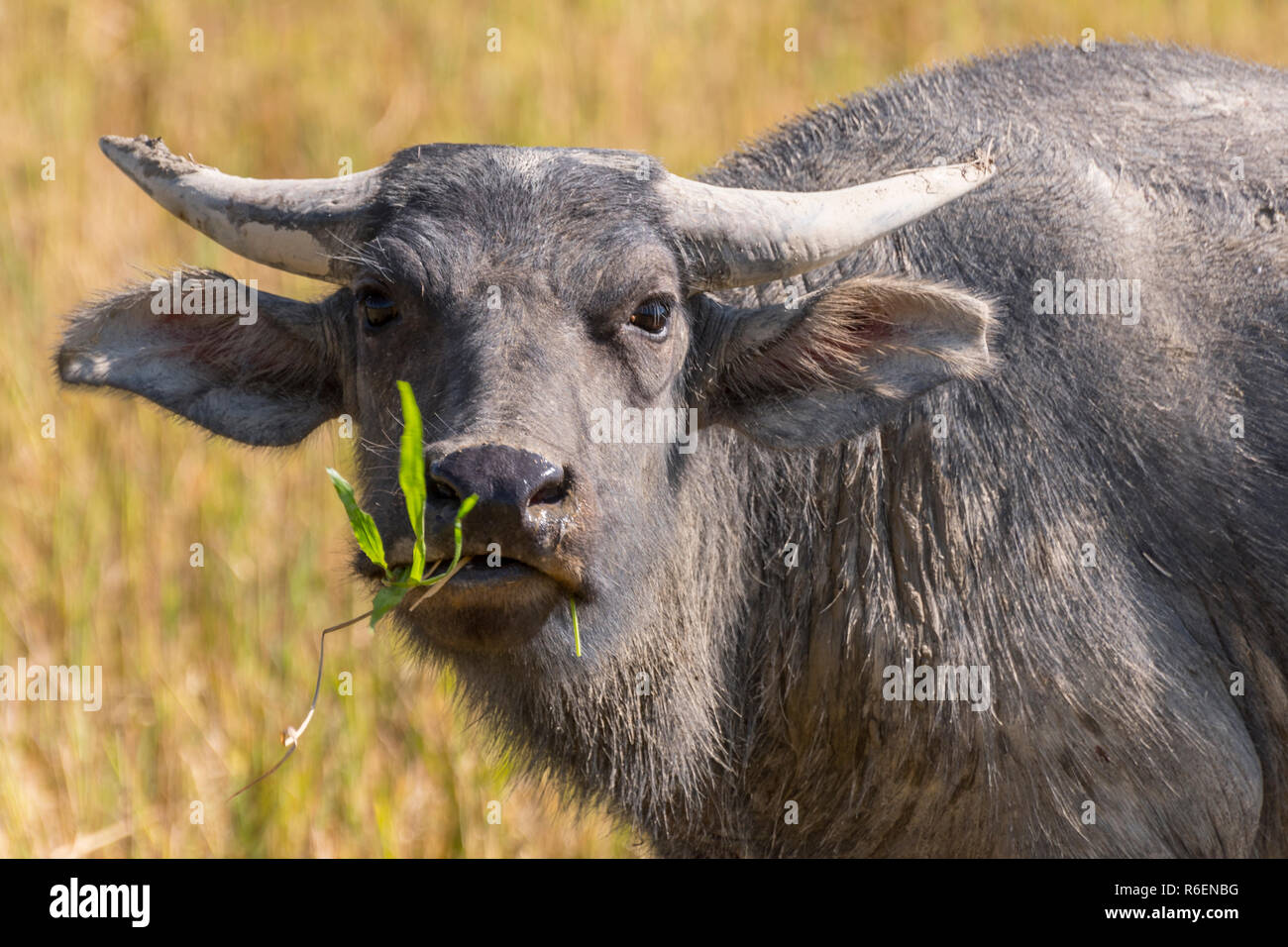 Asian Bufalo d'acqua, Wild Water Buffalo, Carabao (Bubalus bubalis, Bubalus arnee), in Vang Vieng, Laos Foto Stock