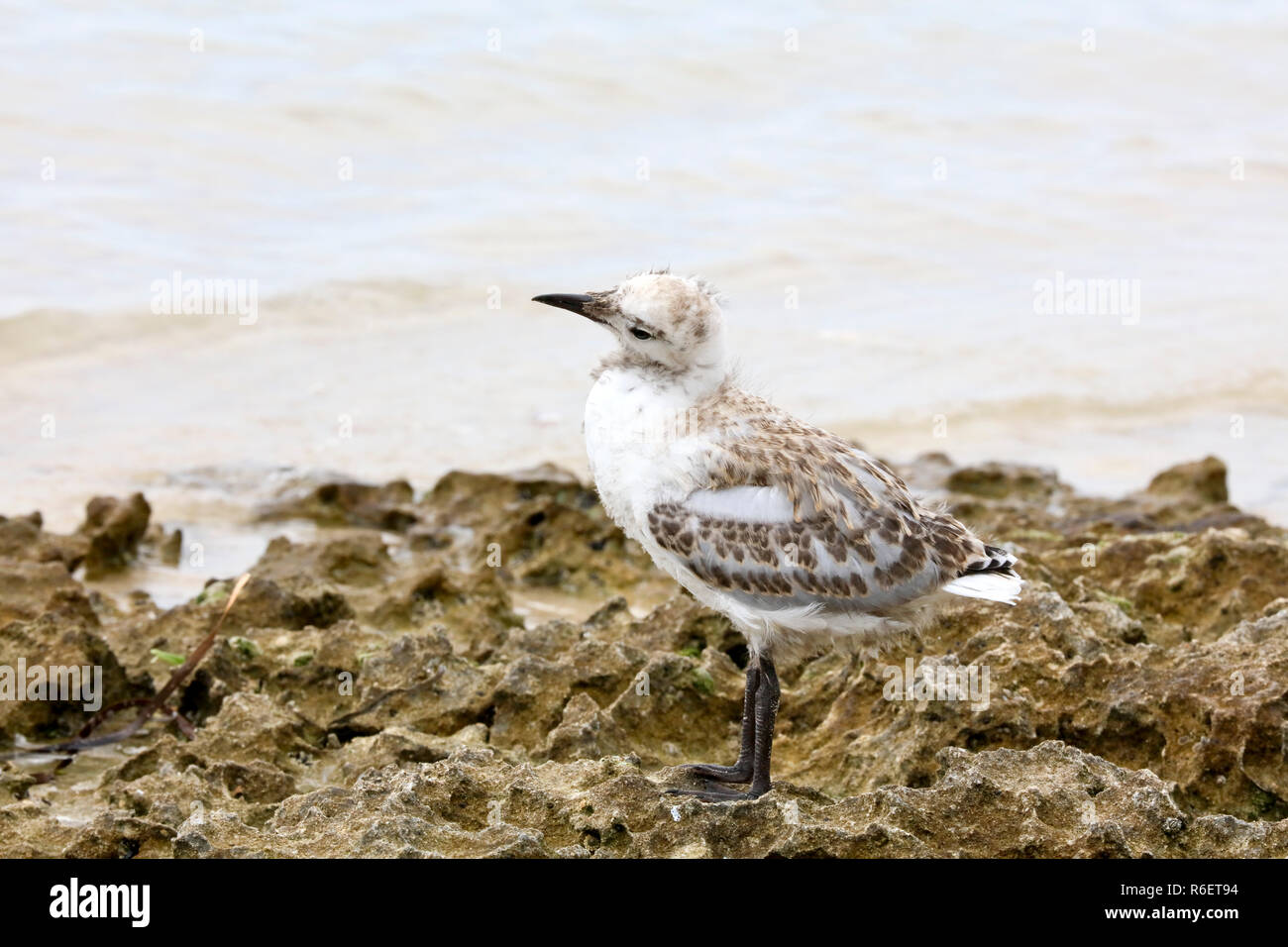 Baby silver gull sul litorale al Penguin Island, Rockingham, Australia occidentale Foto Stock