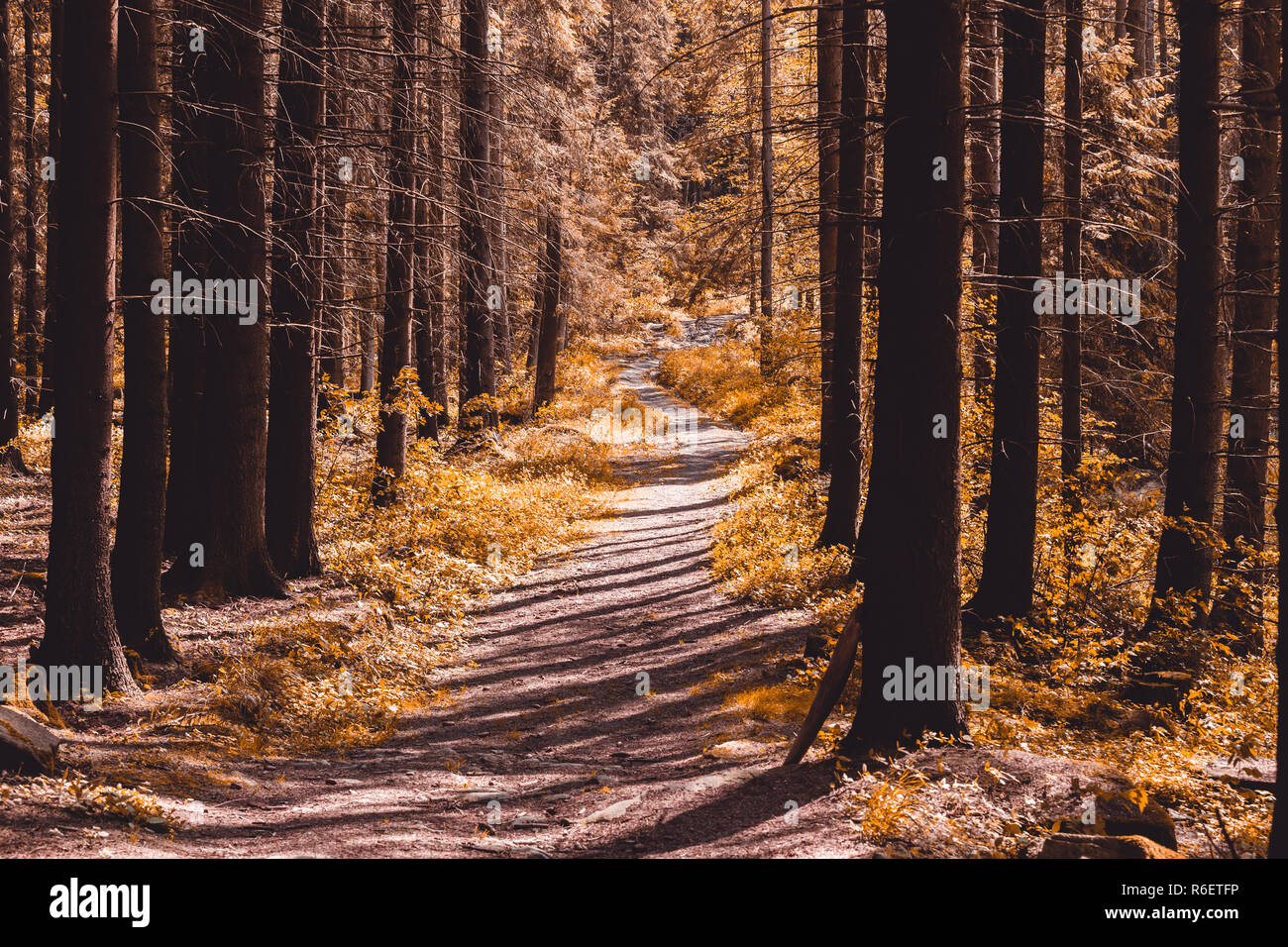 Mystic sentiero forestale di colore in astratto Foto Stock