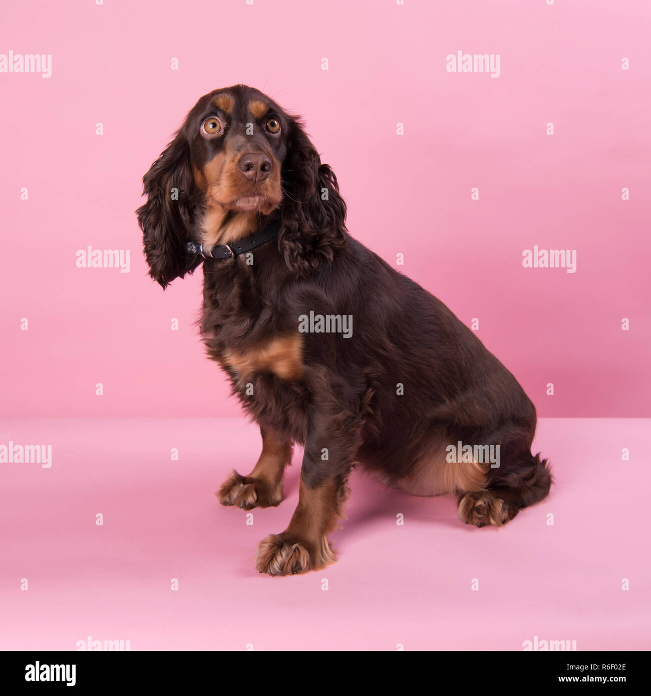 Spaniel, carino e marrone Foto Stock