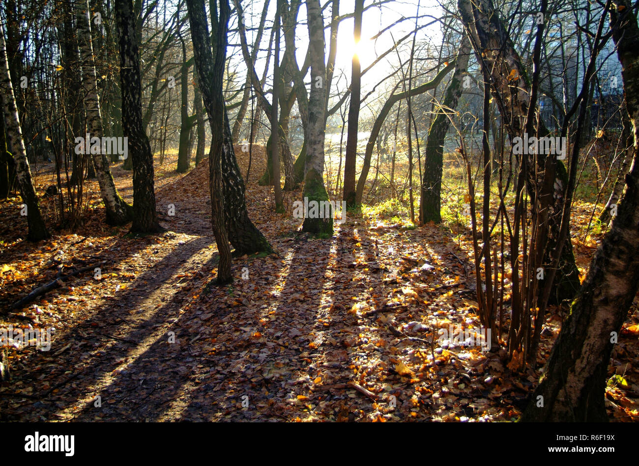 La luce del sole attraverso gli alberi in autunno Foto Stock