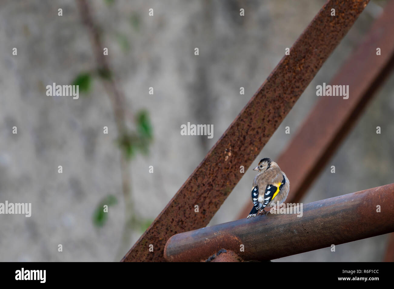 Cardellino appollaiate su arrugginito struttura in acciaio Foto Stock