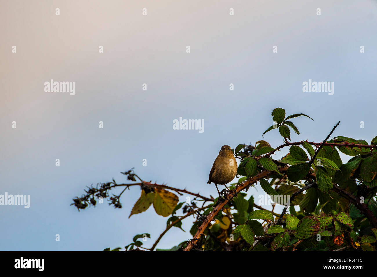 Scricciolo seduto su blackberry bush. Foto Stock