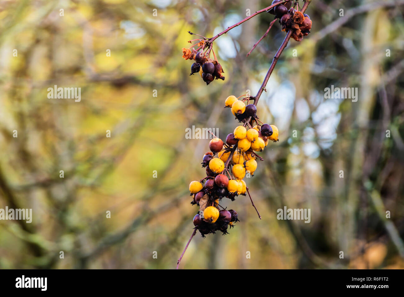 Primo piano della frutta Crabapple sull'albero, Malus. Nel tardo autunno. Foto Stock