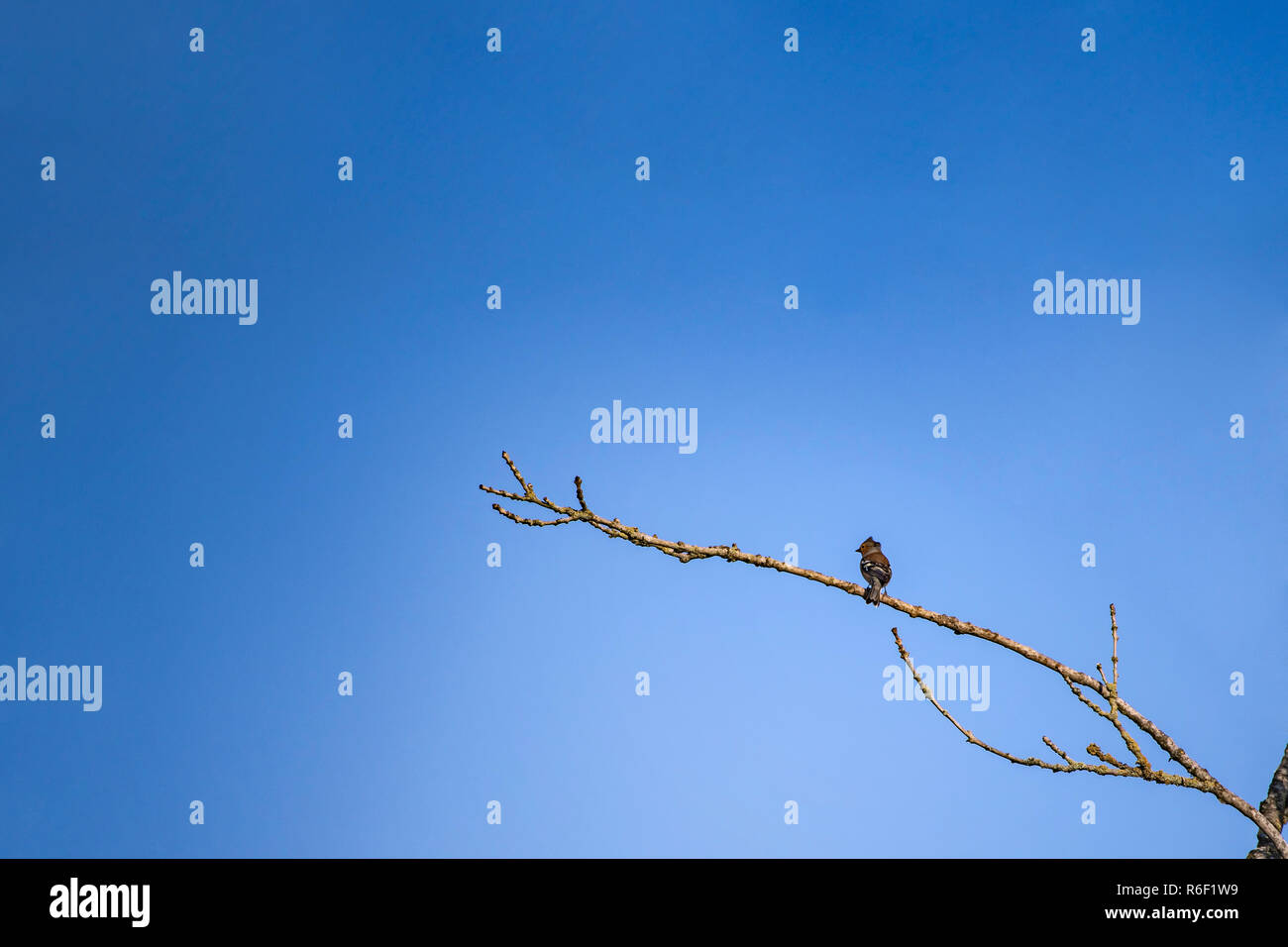 Cardellino appollaiate sul ramo di albero. Foto Stock