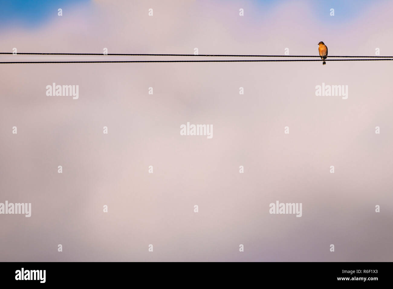Cardellino appollaiate su filo elettrico Foto Stock