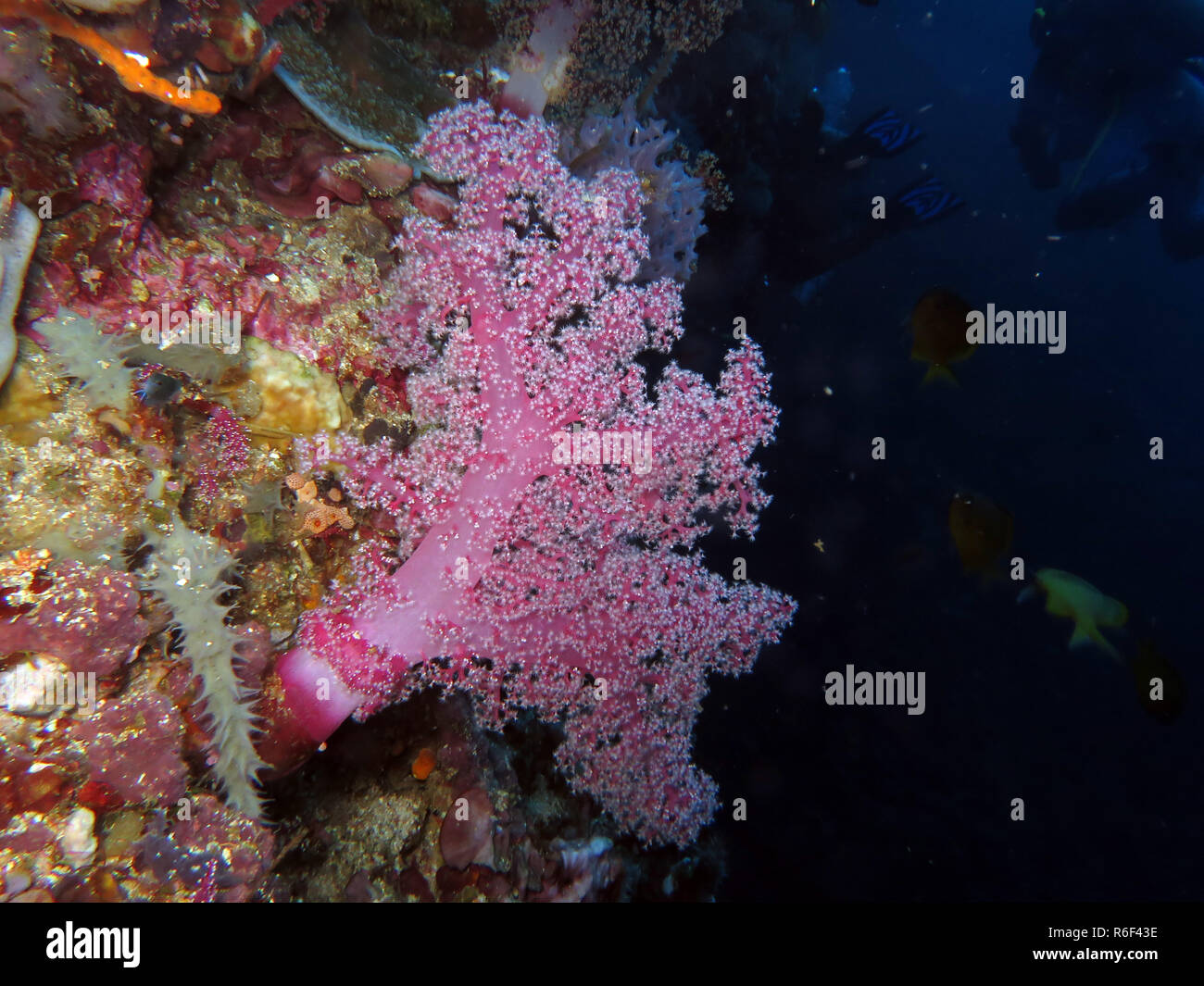 Soft Coral dendronephthya spec. Foto Stock