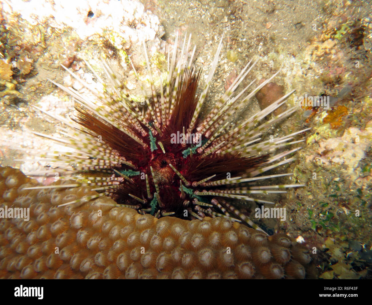 Matita tiara ricci di mare echinothrix calamaris Foto Stock