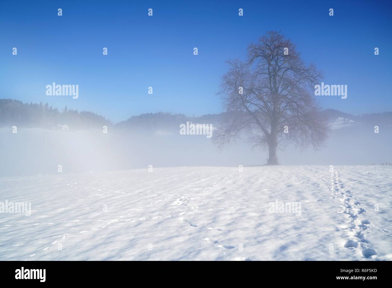 Nebelgrenze Foto Stock