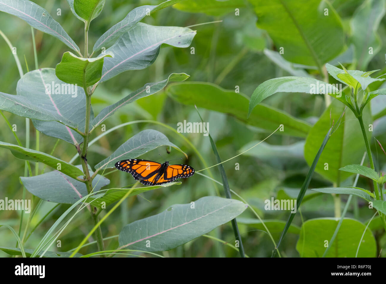 Farfalla monarca (Danaus plexippus) su milkweed, tarda estate, MN, USA di Dominique Braud/Dembinsky Foto Assoc Foto Stock