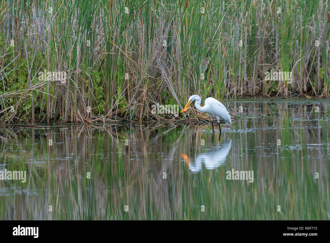 Airone bianco maggiore (Casmerodius Albus) recuperando un goldfish illegalmente rilasciato nella zona umida. MN, Stati Uniti d'America, di Dominique Braud/Dembinsky Foto Assoc Foto Stock