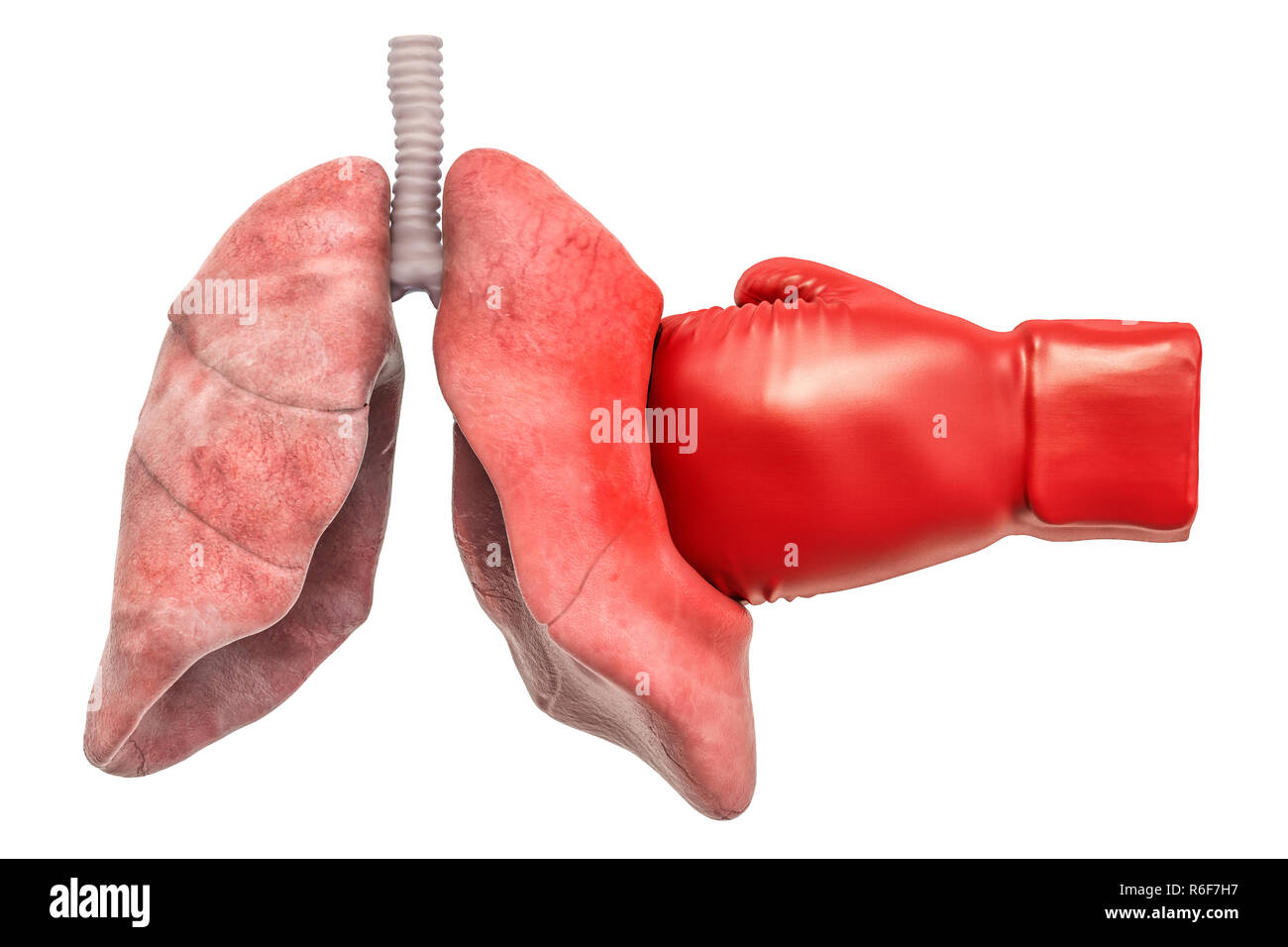 Il dolore nei polmoni, malattia dei polmoni concetto. Polmoni umani con guanto di boxe. 3D rendering isolati su sfondo bianco Foto Stock