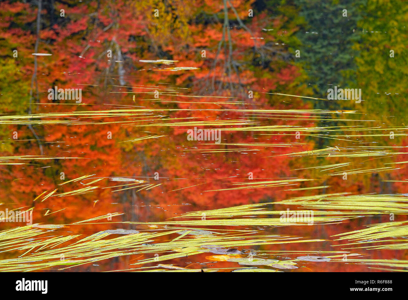 Autunno riflessioni in ingresso Henvey, vicino al fiume chiave, Henvey Township, Ontario, Canada Foto Stock