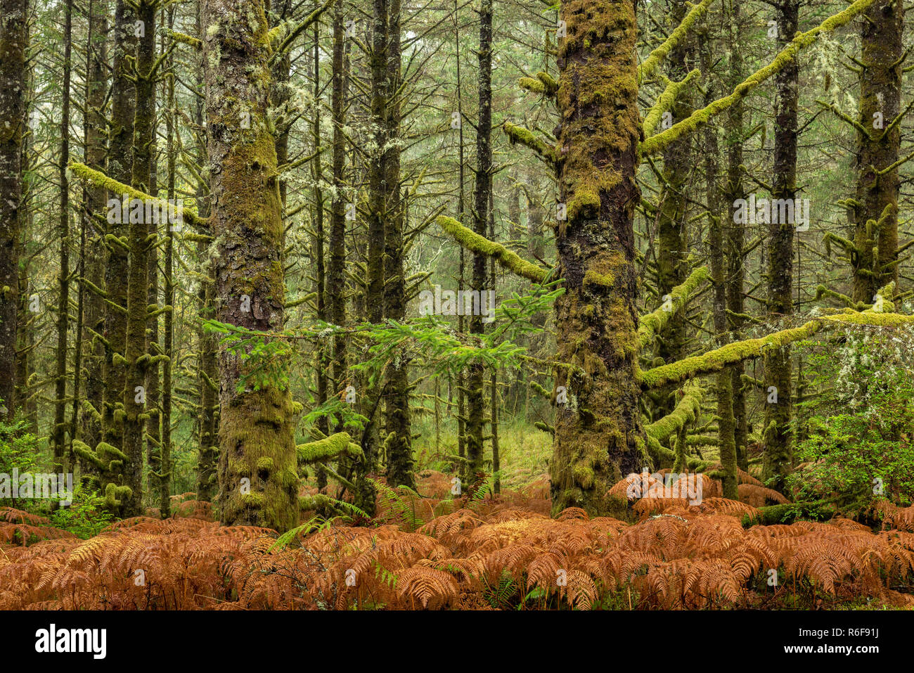 Moss-coperto la cicuta alberi e morendo di felci, Fort Stevens del Parco Statale di ottobre o, STATI UNITI D'AMERICA, di Dominique Braud/Dembinsky Foto Assoc Foto Stock