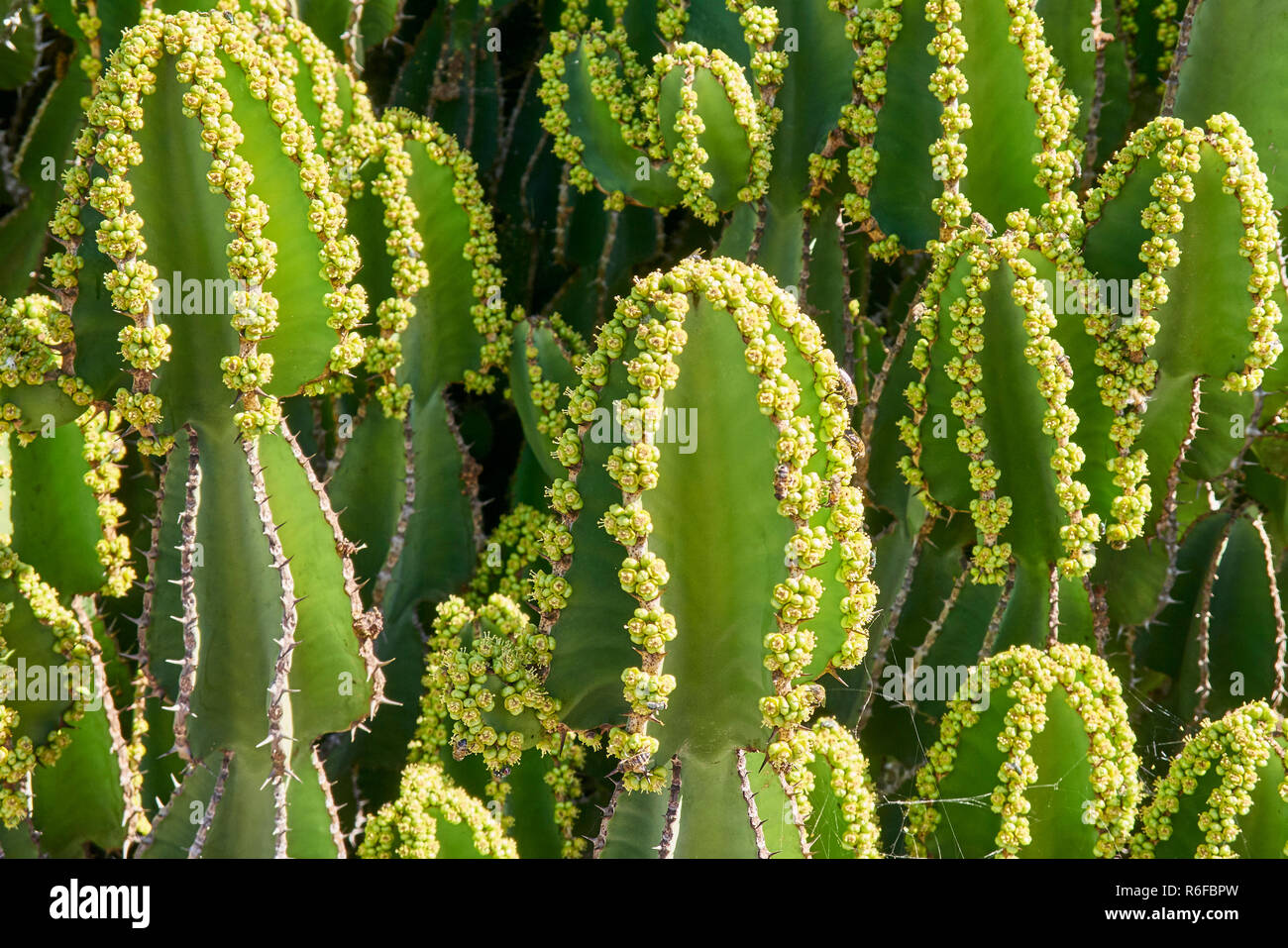 Fuerteventura Foto Stock