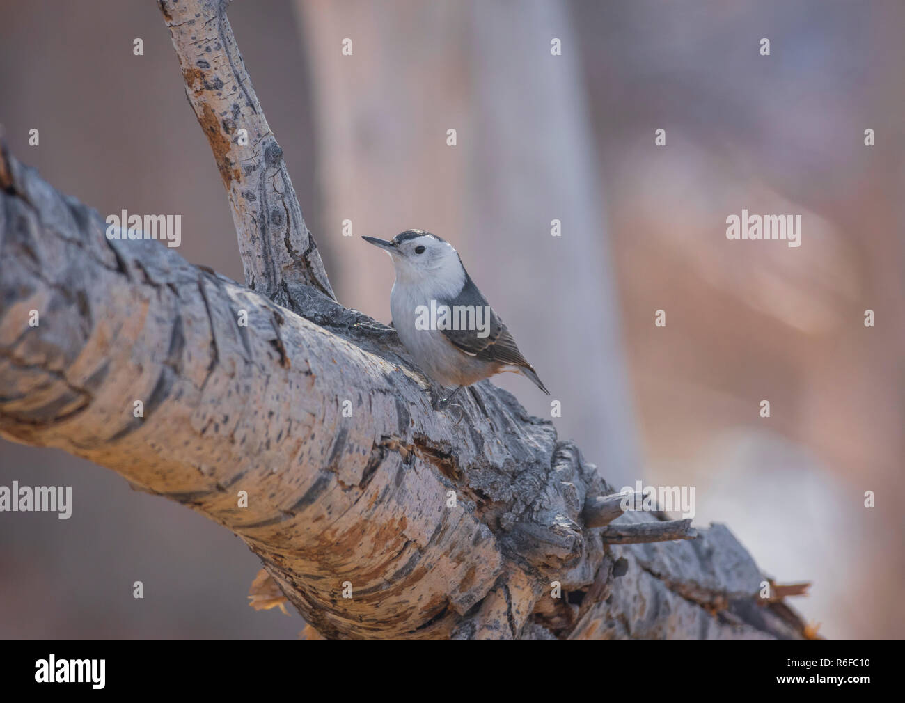 Bianco-breasted picchio muratore (Sitta carolinensis) in pioppi neri americani tree, Castle Rock Colorado US. Foto scattata in novembre. Foto Stock