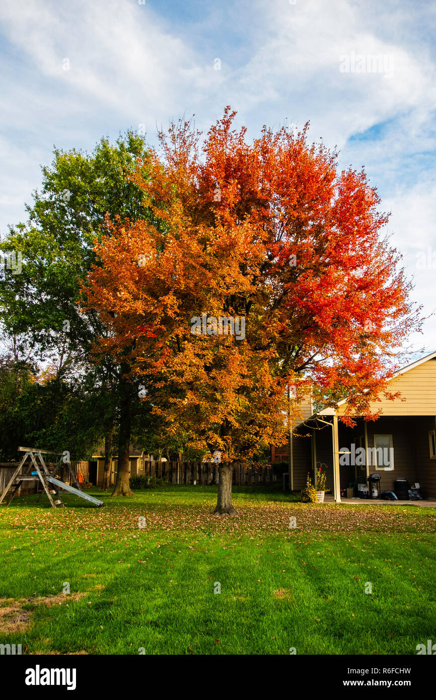 Rosso Acero Acer rubrumn, un rubrum, "Autunno blaze' cultivar nel cortile di una casa in Wichita, Kansas, Stati Uniti d'America. Foto Stock