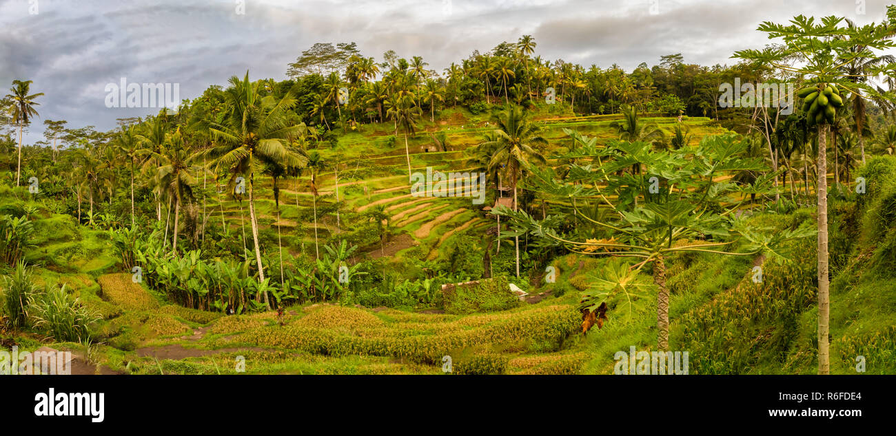 Panorama di Tegallalang campi di riso in Ubud, Bali, Indonesia Foto Stock