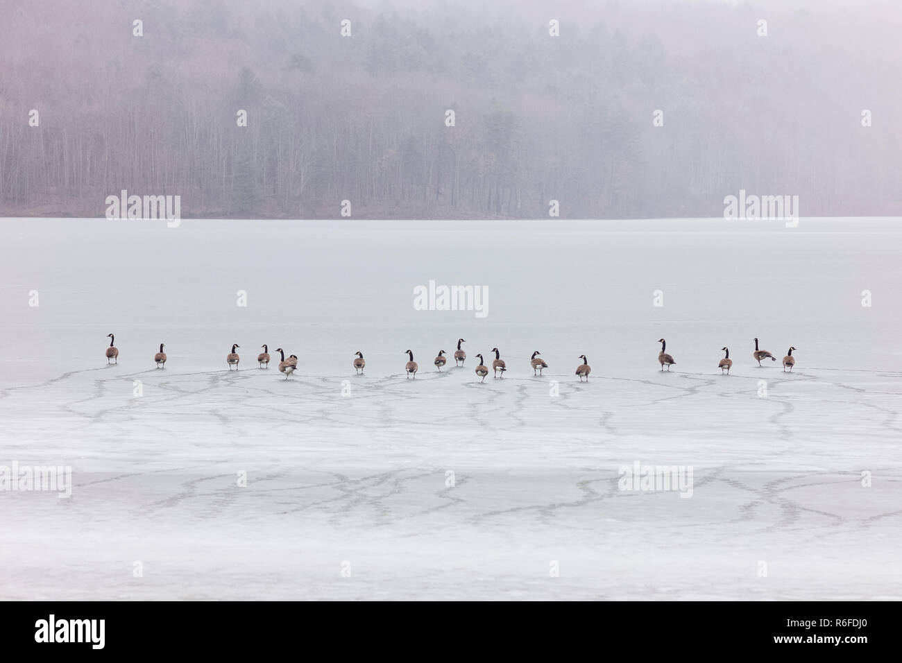 Un branco di oche canadesi a piedi su un lago ghiacciato a Dorchester