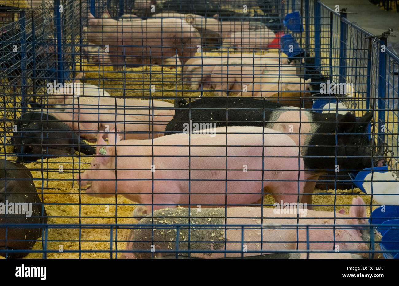 Il Libano County Fair Pennsylvania Foto Stock