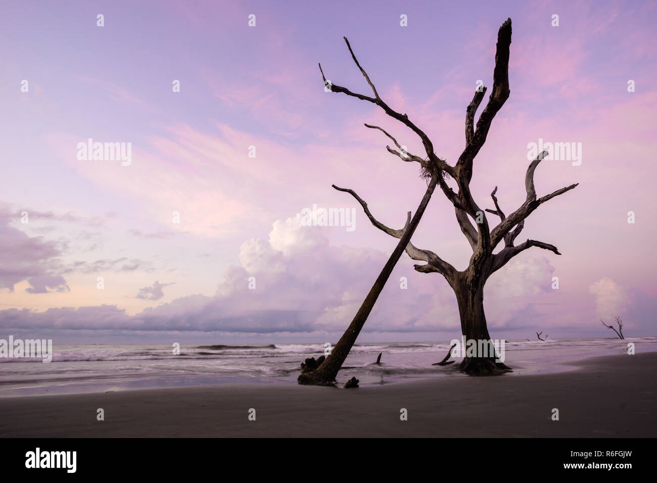 Il paesaggio costiero con driftwood e spiaggia tranquilla e nido di uccelli in un albero di sunrise al di sotto di una rosa e viola il cielo Foto Stock