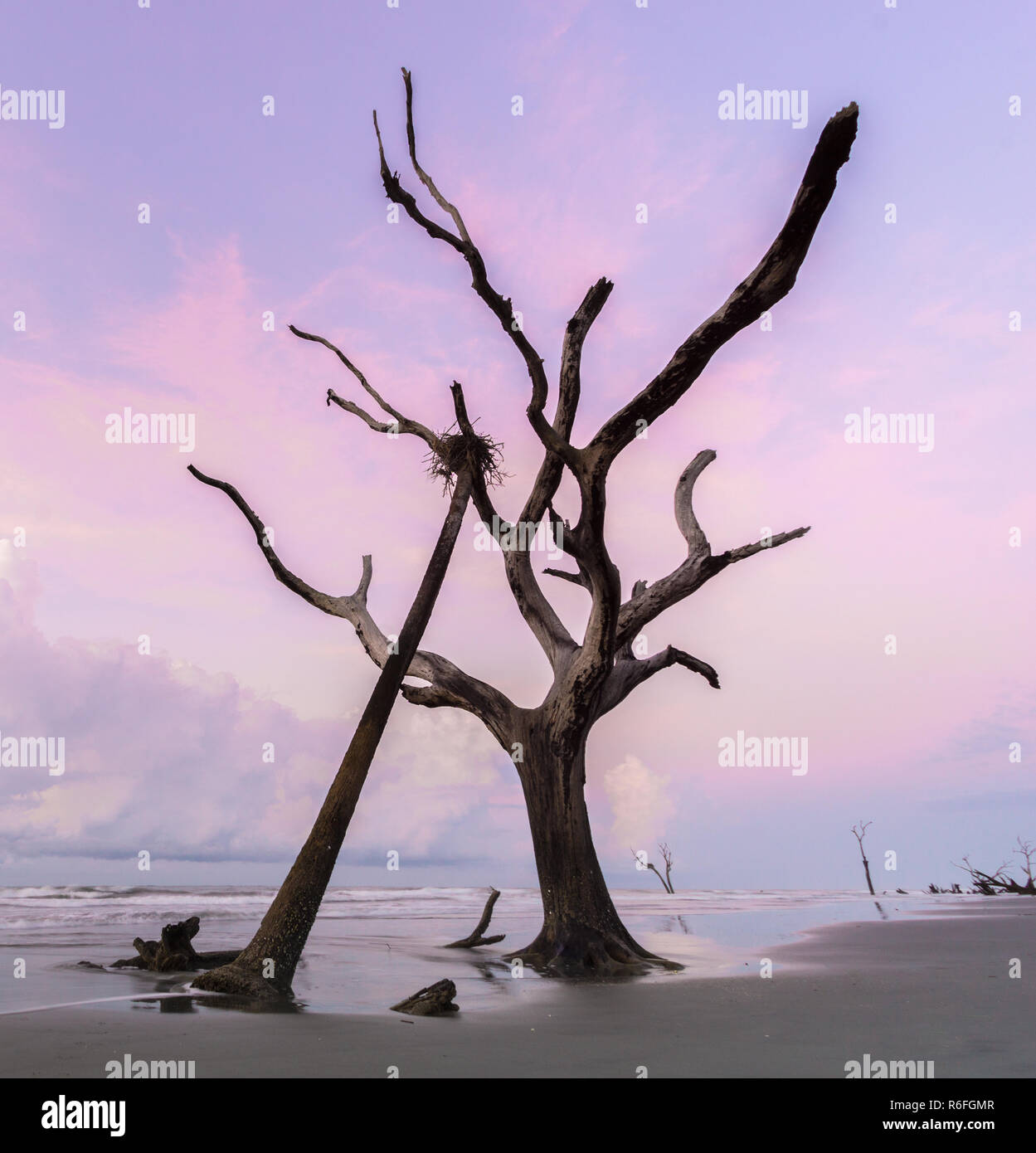 Il paesaggio costiero con driftwood e spiaggia tranquilla e nido di uccelli in un albero di sunrise al di sotto di una rosa e viola il cielo Foto Stock