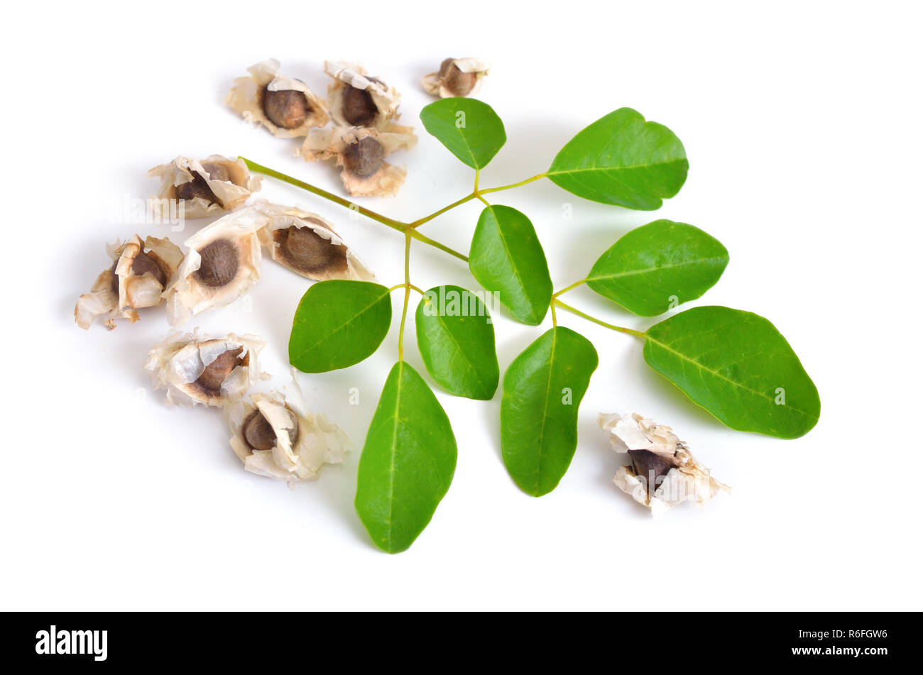 Moringa Oleifera semi con leawes. Isolato su sfondo bianco. Foto Stock