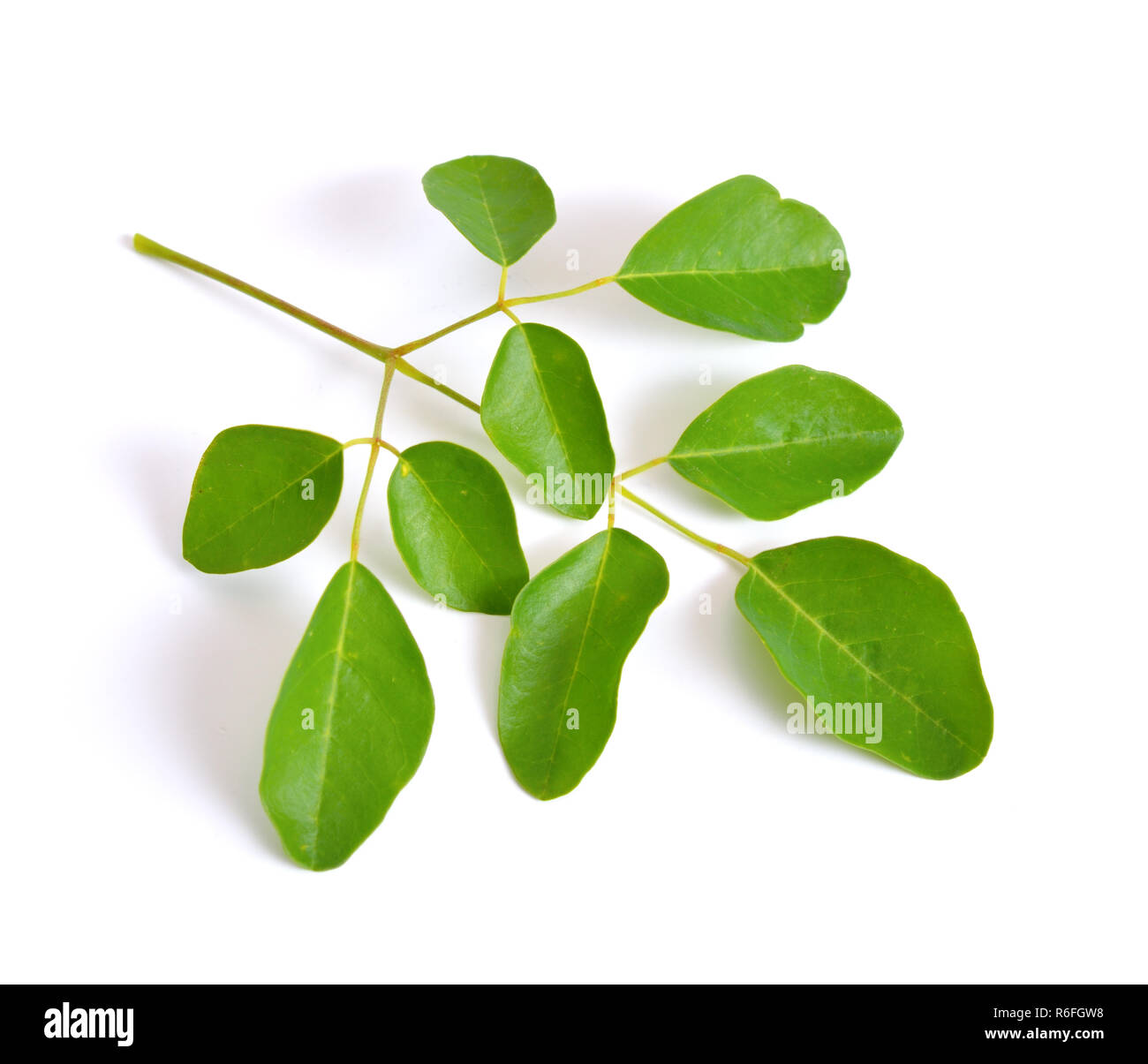 Moringa Oleifera leawes. Isolato su sfondo bianco. Foto Stock