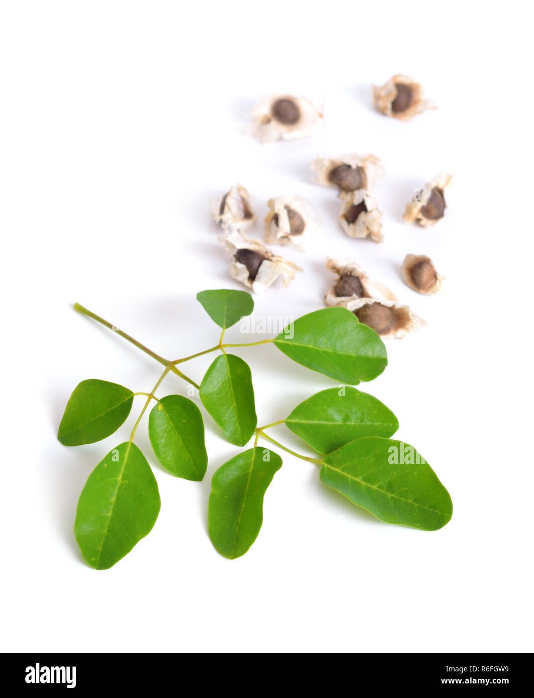 Moringa Oleifera semi con leawes. Isolato su sfondo bianco. Foto Stock