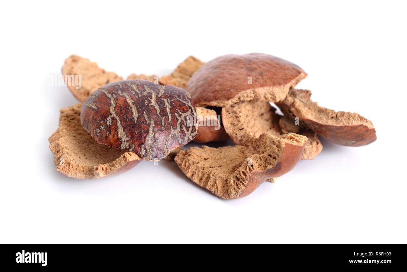Bucce essiccate di Hyphaene thebaica, doum palm o gingerbread tree (anche doom palm). Isolato Foto Stock