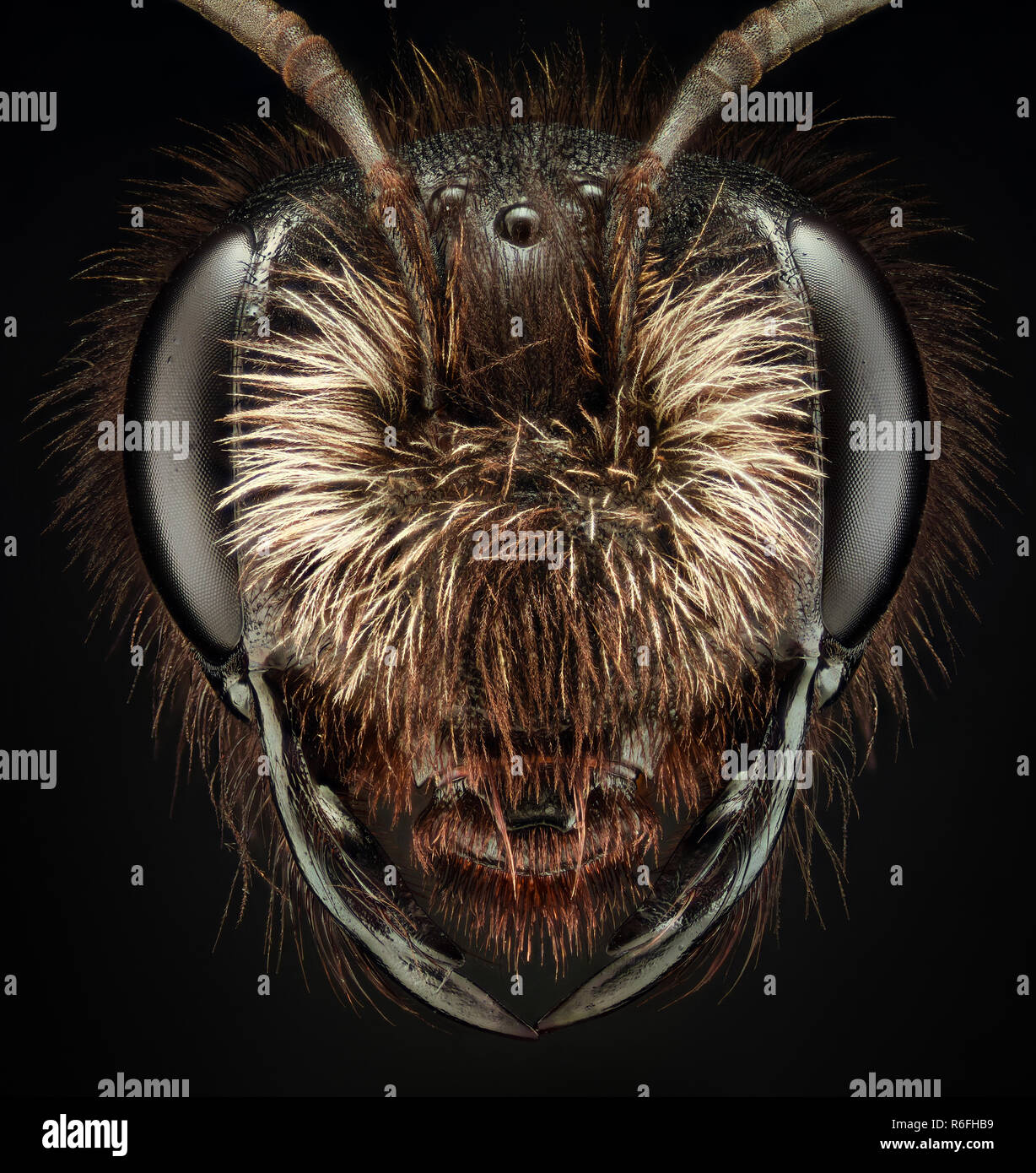 Ingrandimento estreme - Nero Bee Foto Stock Ingrandimento estreme - Nero Bee Foto Stock