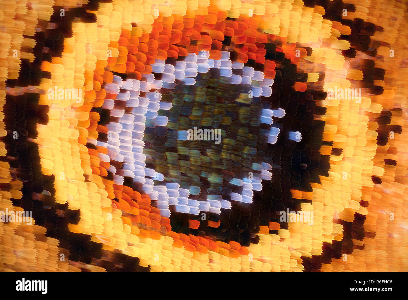 Ingrandimento estremo - Ala di farfalla sotto il microscopio Foto Stock Ingrandimento estremo - Ala di farfalla sotto il microscopio Foto Stock