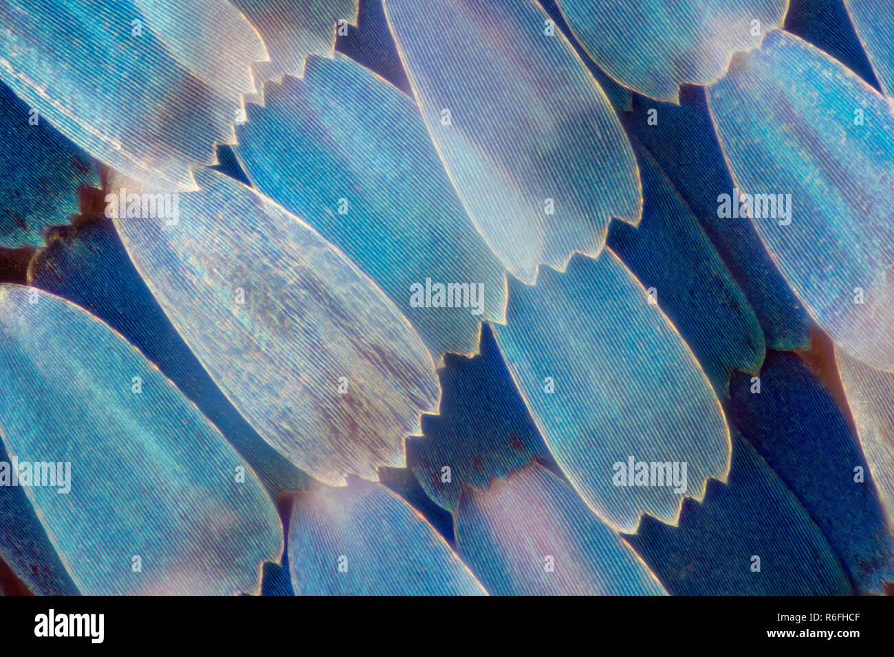Ingrandimento estremo - Ala di farfalla sotto il microscopio Foto Stock Ingrandimento estremo - Ala di farfalla sotto il microscopio Foto Stock