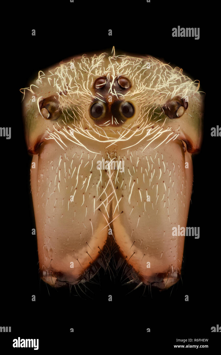 Extreme ingrandimento - Araneus diadematus Foto Stock