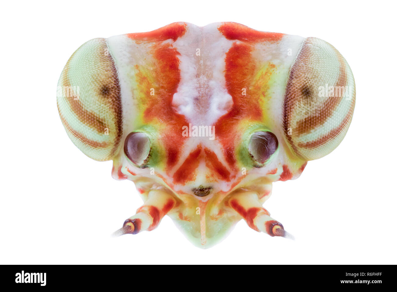 Extreme ingrandimento - Mayfly Foto Stock