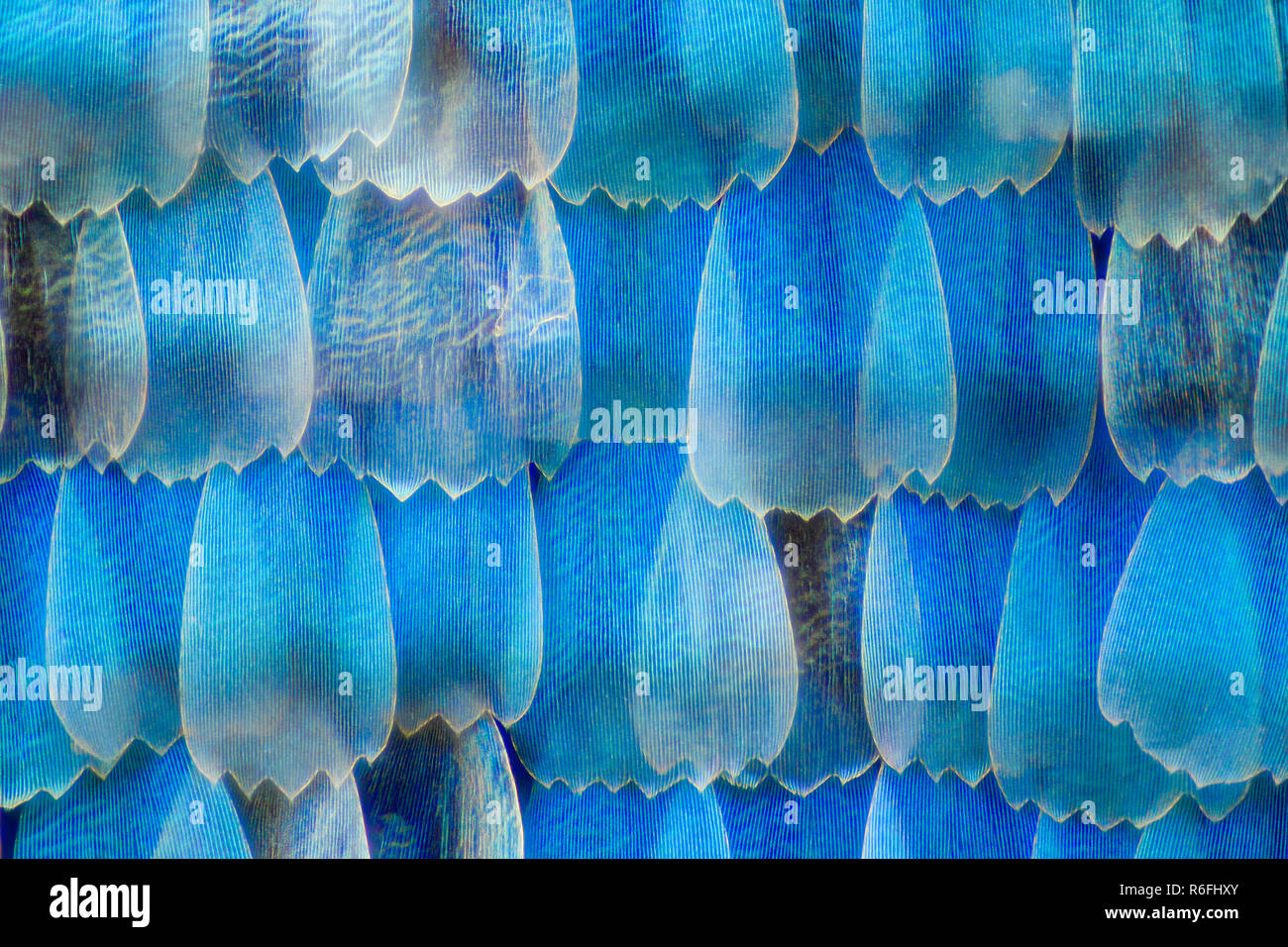 Ingrandimento estreme - Blu morfo (morpho peleides) ala Foto Stock