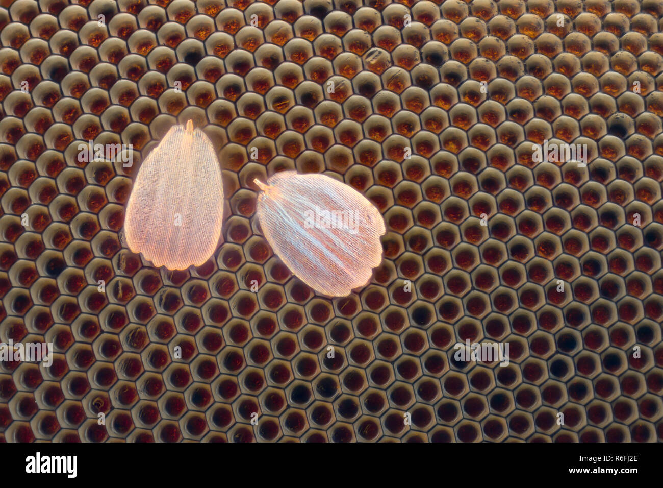 Extreme ingrandimento - Occhio composto texture sotto il microscopio con scale a farfalla Foto Stock