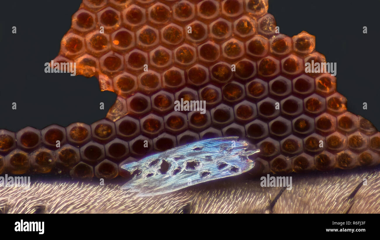 Extreme ingrandimento - Occhio composto texture sotto il microscopio con scale a farfalla Foto Stock