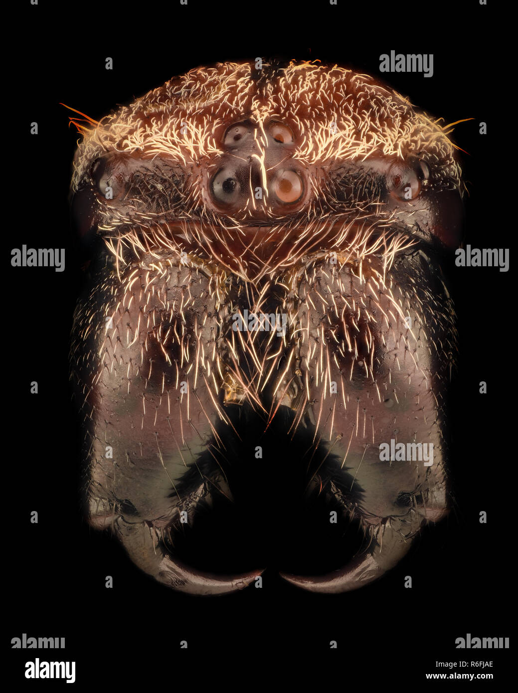 Extreme ingrandimento - Araneus diadematus Foto Stock