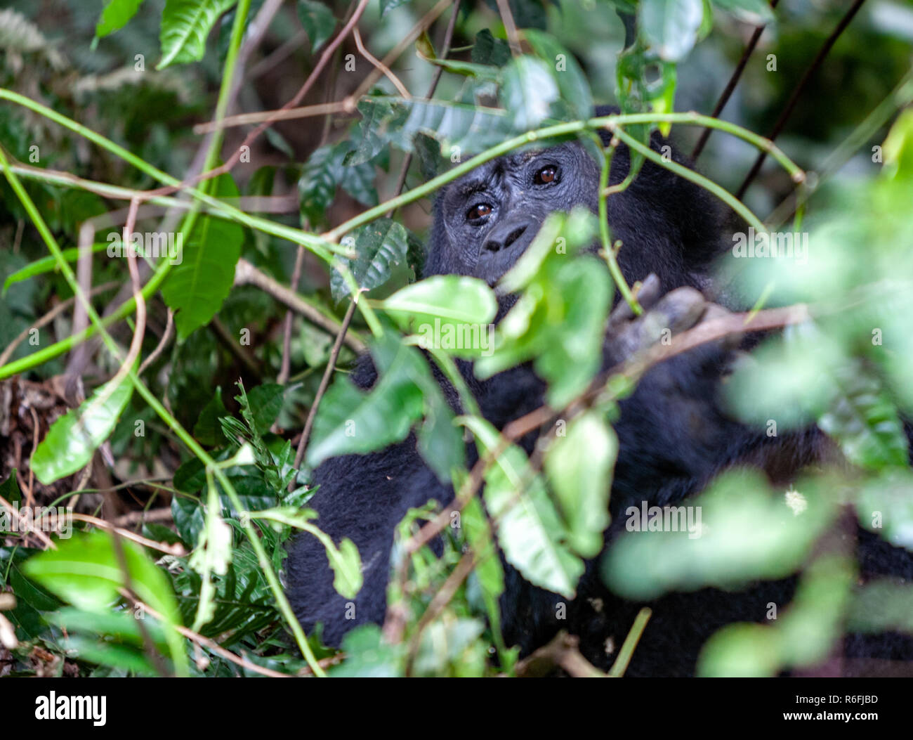Timido gorilla Bwindi National Park, Uganda Foto Stock