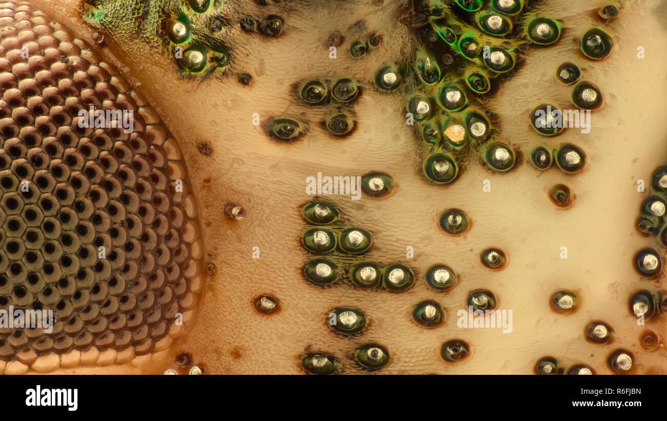 Extreme ingrandimento - Stink bug dettagli sotto il microscopio Foto Stock