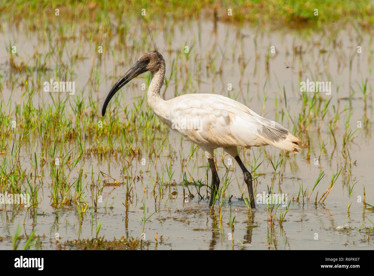 Un Nero intitolata Ibis, o bianco orientali Ibis, (Threskiornis Melanocephalus ), il Parco Nazionale di Keoladeo, India Foto Stock