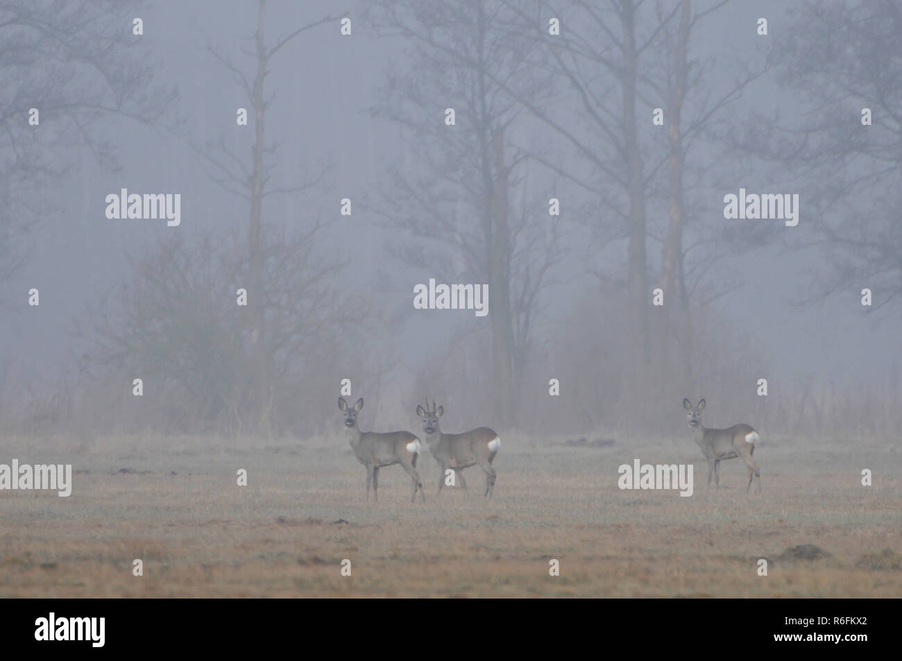 Caprioli (Capreolus capreolus) in un prato nella nebbia mattutina, Polonia Foto Stock